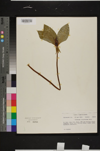 Trillium recurvatum image