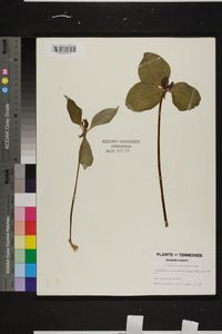 Trillium recurvatum image