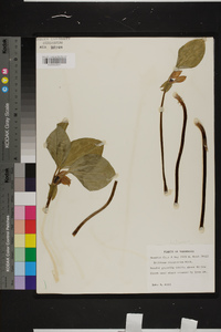 Trillium recurvatum image