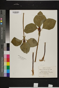 Trillium recurvatum image