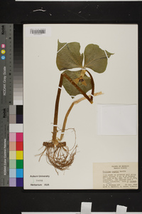 Trillium rugelii image