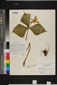 Trillium rugelii image