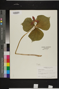 Trillium rugelii image