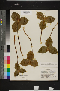 Trillium sessile image