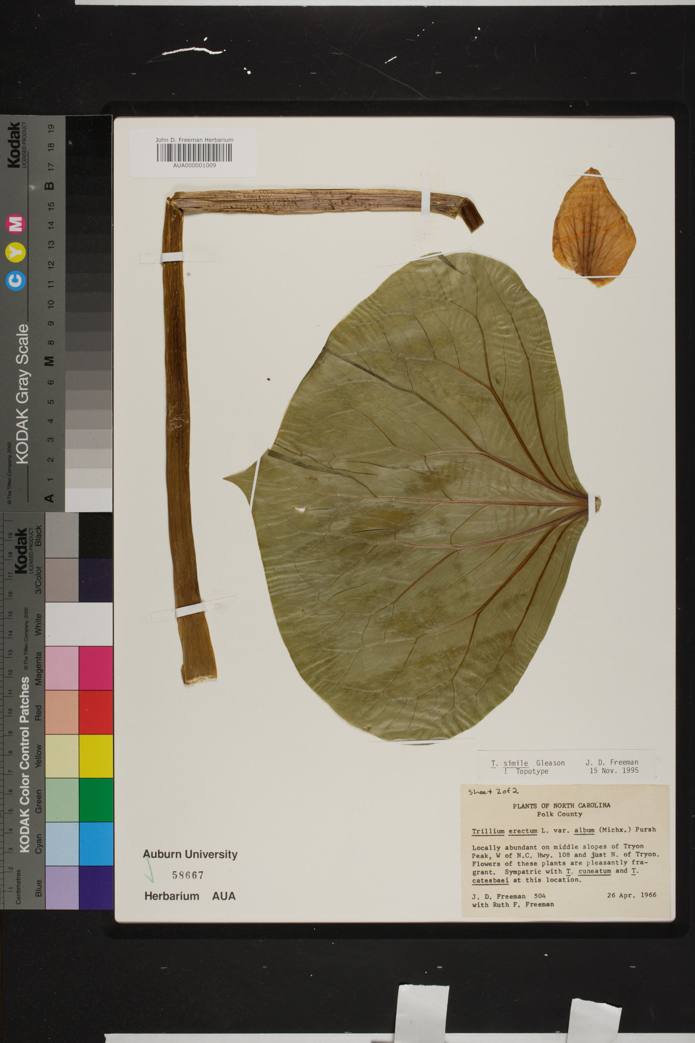 Trillium simile image