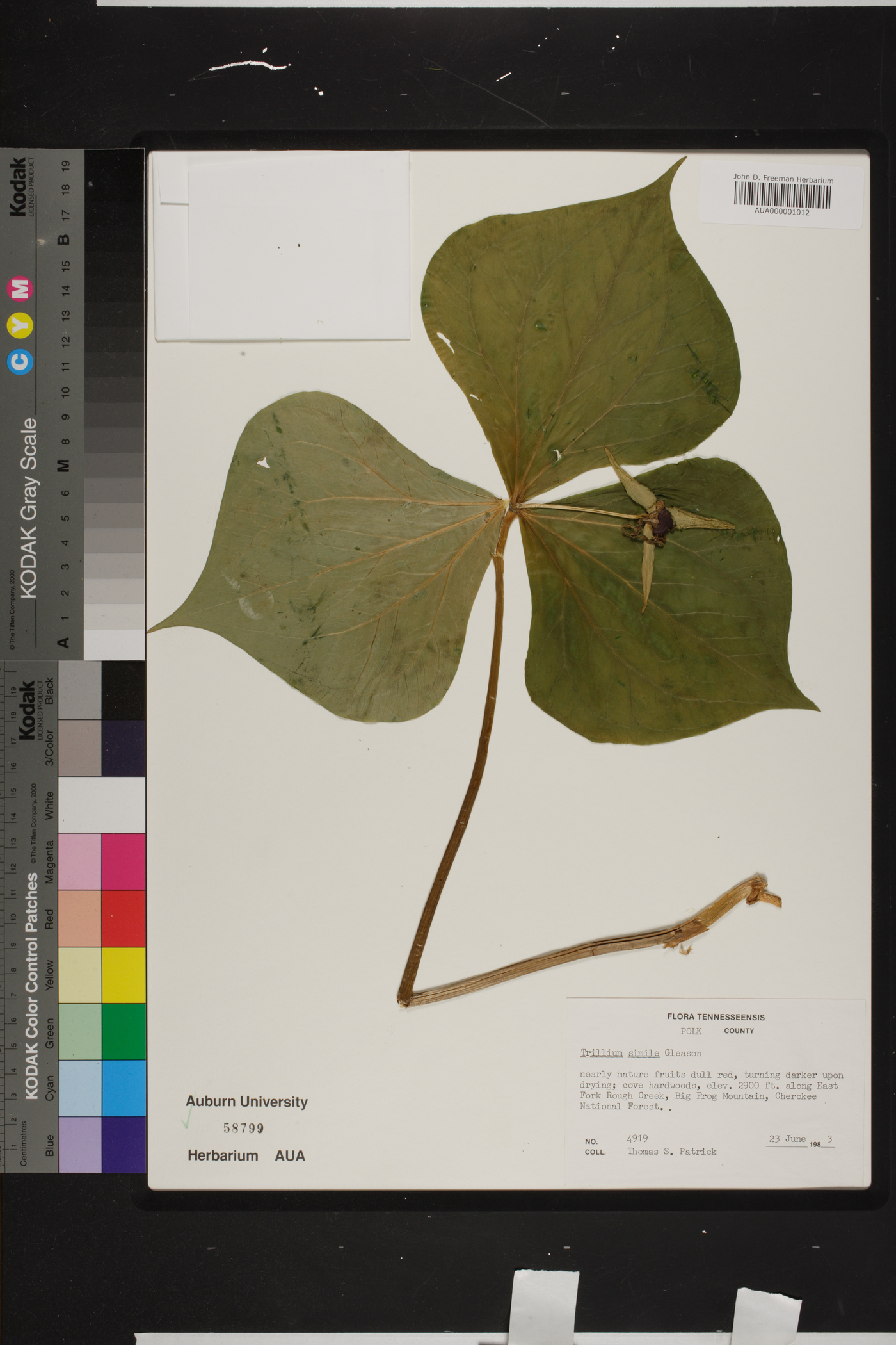 Trillium simile image