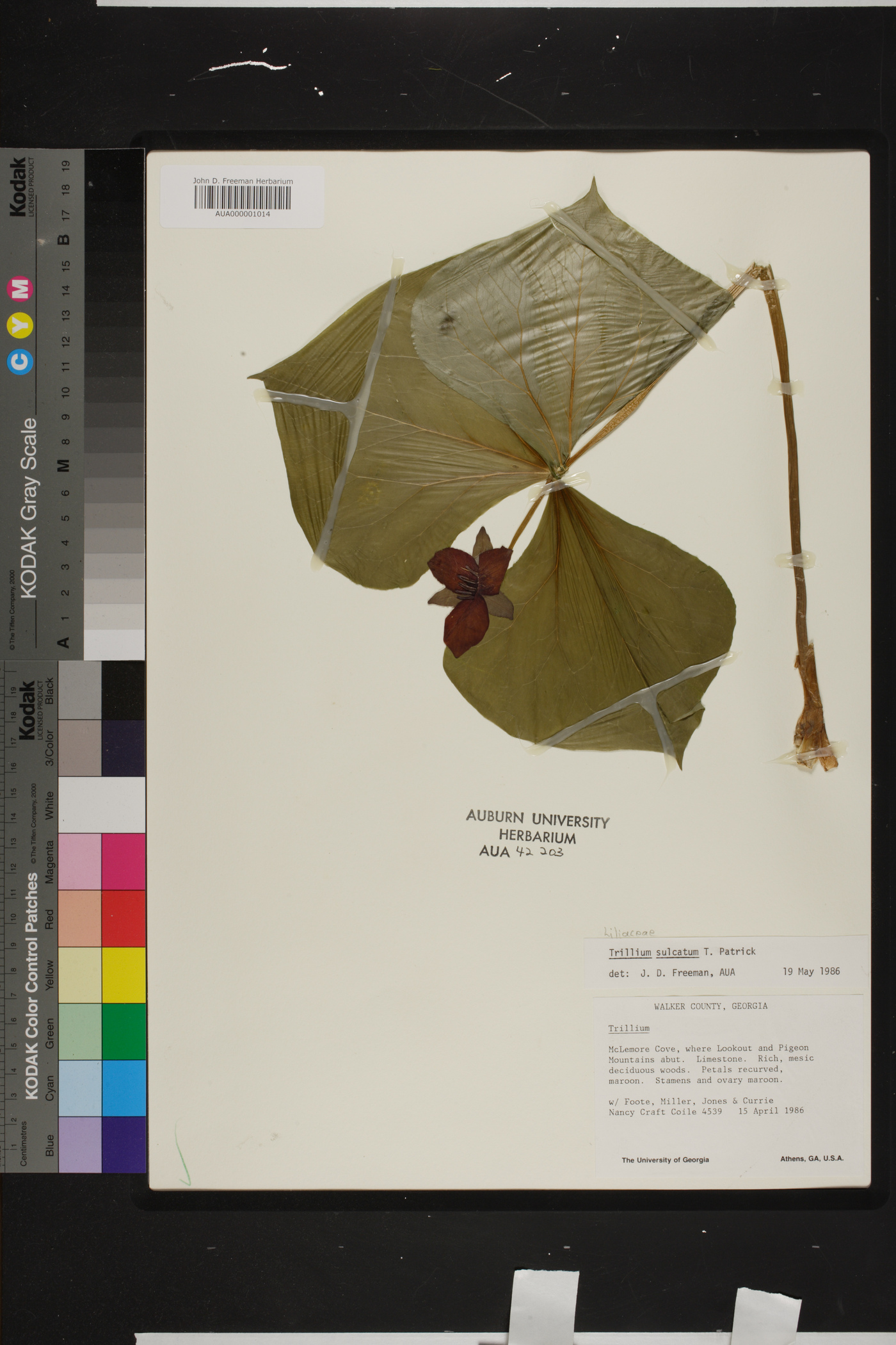 Trillium sulcatum image