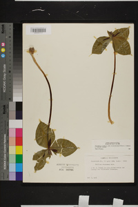 Trillium stamineum image