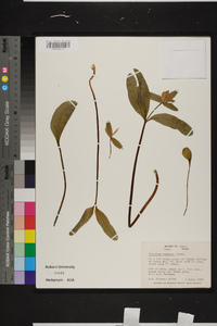 Trillium texanum image