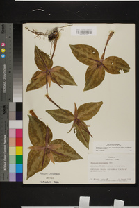 Trillium underwoodii image