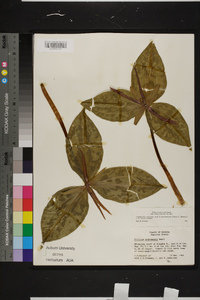 Trillium underwoodii image