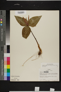 Trillium underwoodii image