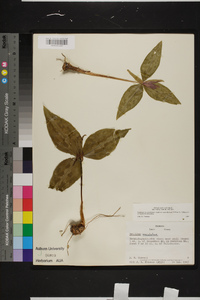 Trillium underwoodii image