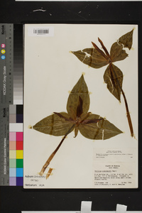 Trillium underwoodii image