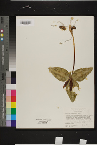 Trillium underwoodii image