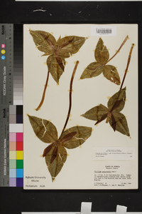 Trillium underwoodii image