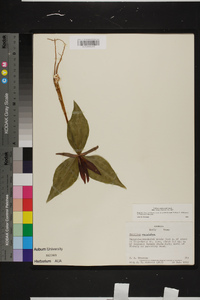 Trillium underwoodii image