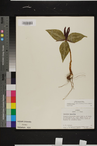 Trillium underwoodii image