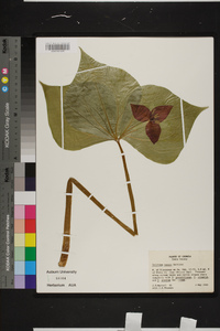 Trillium vaseyi image