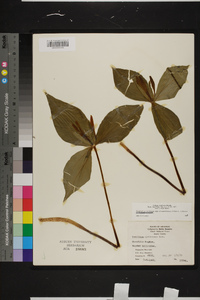 Trillium viridescens image