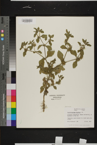 Acanthospermum hispidum image