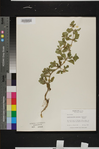 Acanthospermum australe image