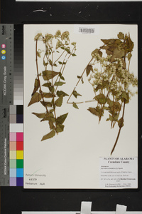 Ageratina aromatica image