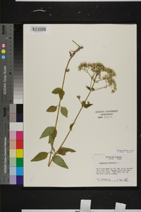 Ageratina aromatica image