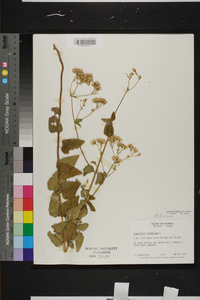 Ageratina aromatica image