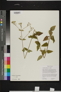 Ageratina aromatica image