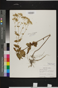 Ageratina aromatica image