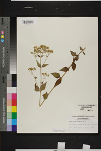 Ageratina aromatica image