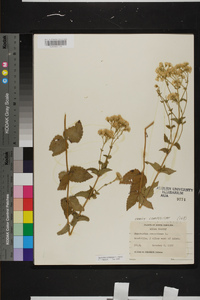 Ageratina aromatica image