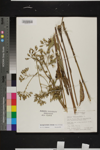 Arnoglossum ovatum image