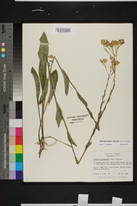 Arnoglossum ovatum image