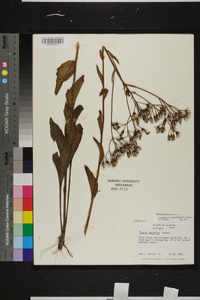 Arnoglossum ovatum image