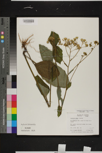 Arnoglossum ovatum image