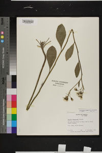 Arnoglossum ovatum image