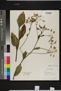 Arnoglossum ovatum image