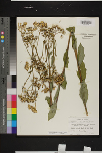 Arnoglossum ovatum image