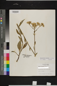 Arnoglossum sulcatum image