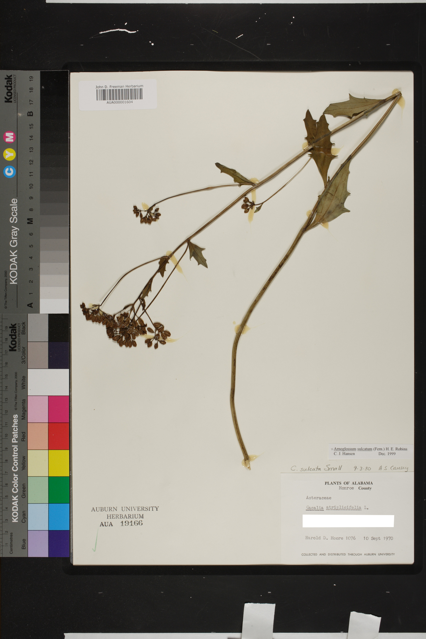 Arnoglossum sulcatum image