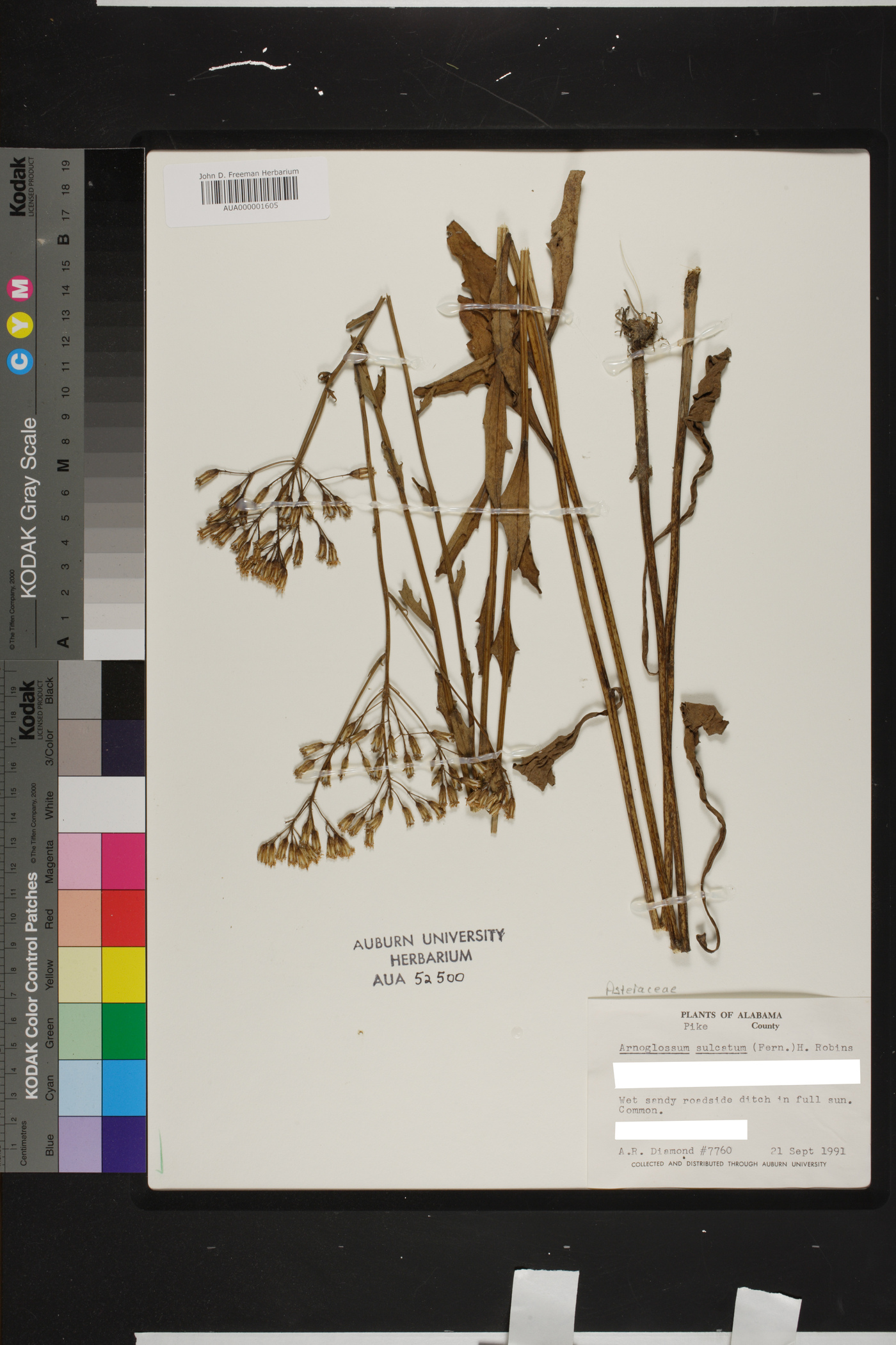 Arnoglossum sulcatum image