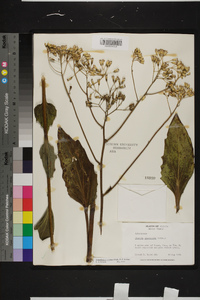 Arnoglossum ovatum image