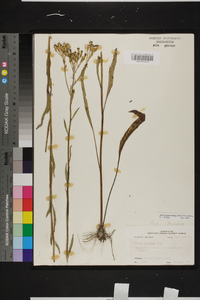 Arnoglossum ovatum image