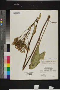 Arnoglossum plantagineum image