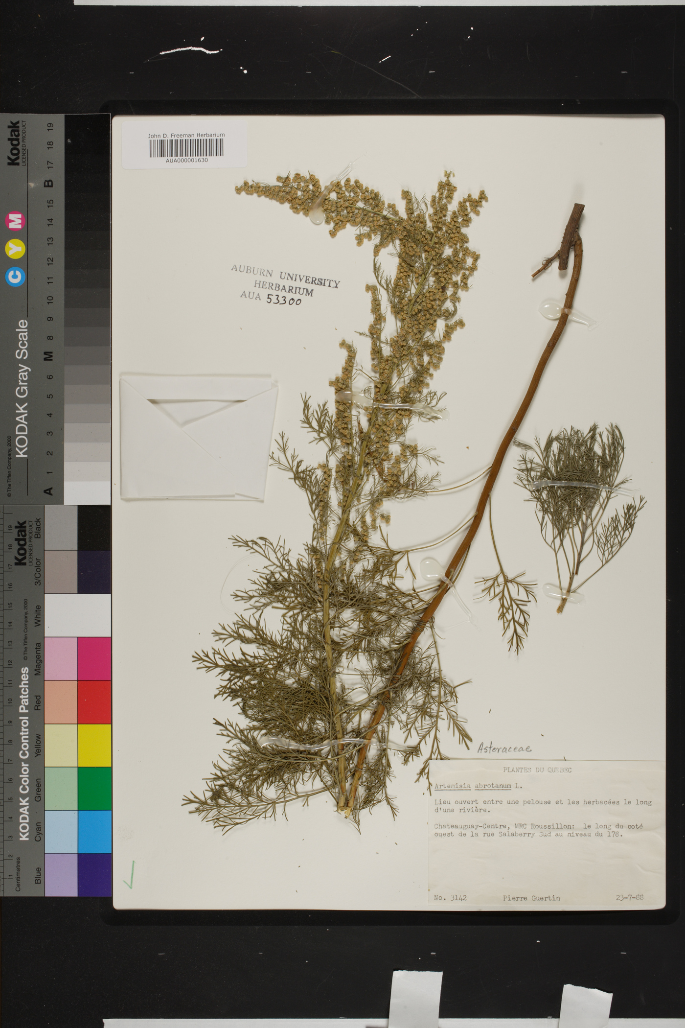 Artemisia abrotanum image