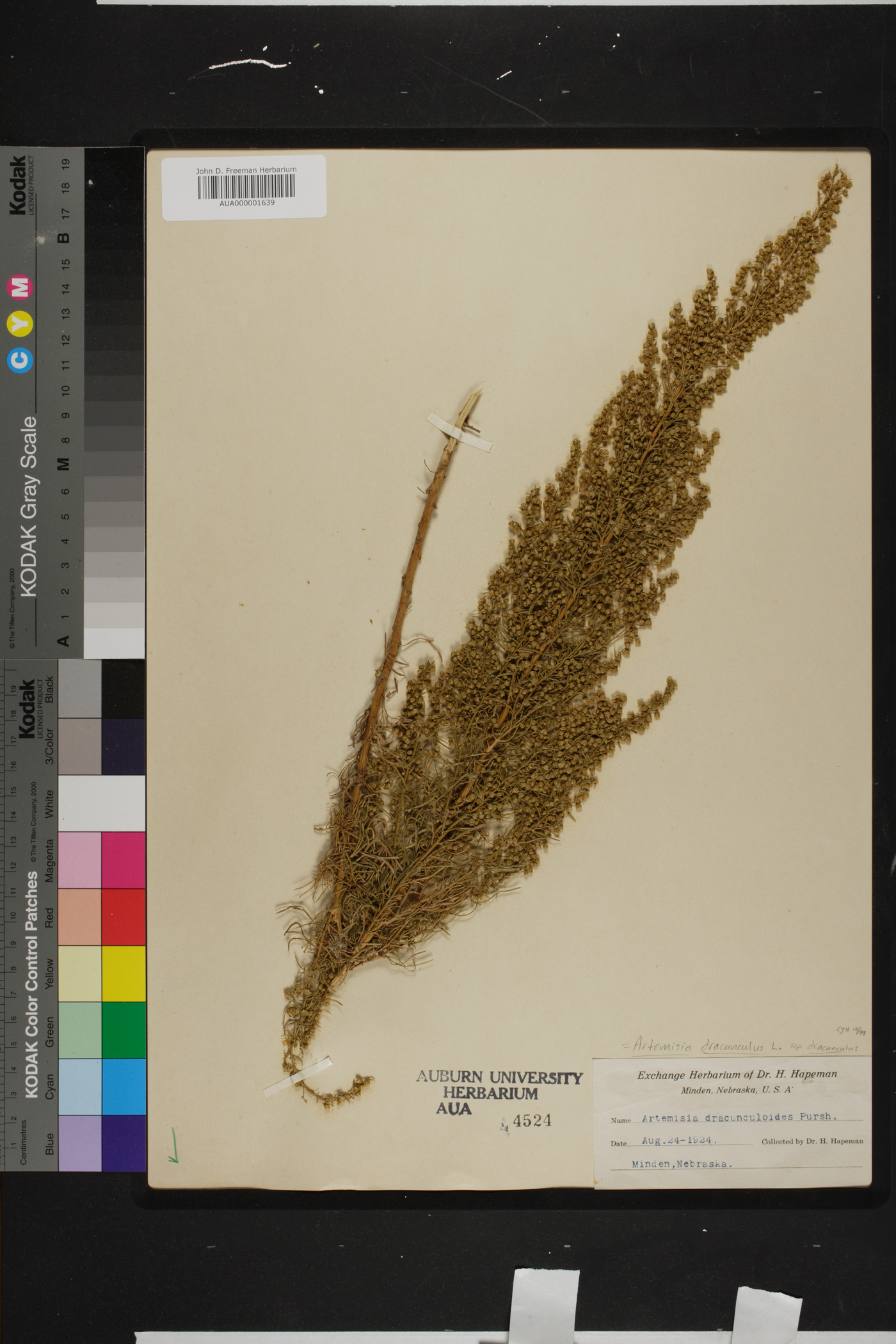 Artemisia dracunculus subsp. dracunculus image