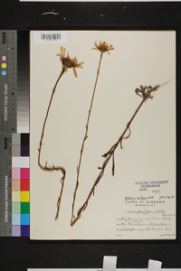 Balduina uniflora image