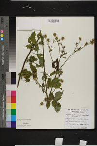 Bidens pilosa image